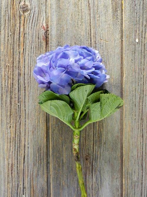 LAVENDER HYDRANGEAS